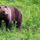 A grizzly bear roams near Beaver Lake in Yellowstone National Park, Wyoming.